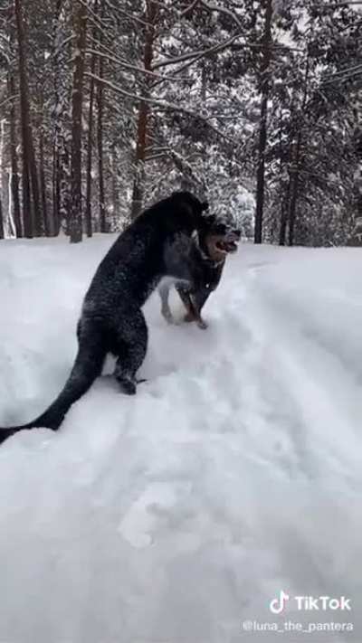 They Love Playing Together