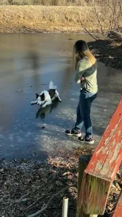 Jumping Dog ?