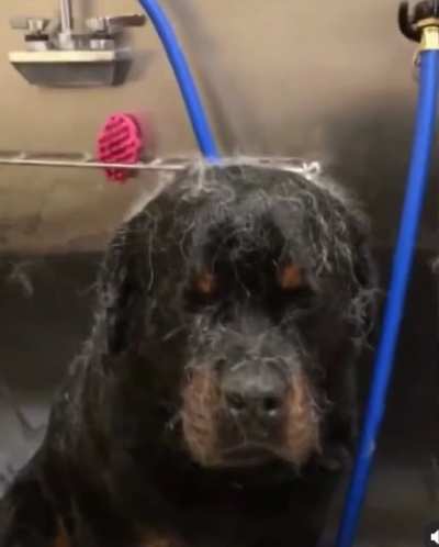 Don’t book the same spa day as the husky