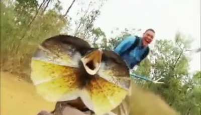 ? Frilled Lizard On The Attack