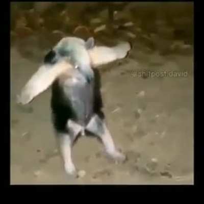 Took the dog for a walk