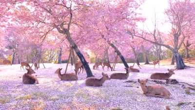 ? Herd of deer relaxing among some cherry blossom trees in Nara, Japan.