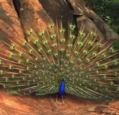 ? This peacock is flexing on all the other peacocks.