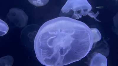 ?Jellyfish At Birch Aquarium At Scipps