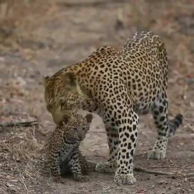 ? Leopard and her cub ?