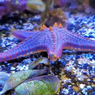 ? Starfish Cruising