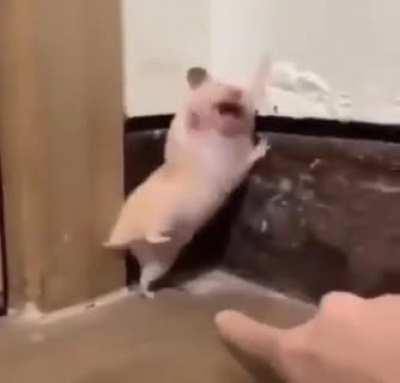 hamsters are cool