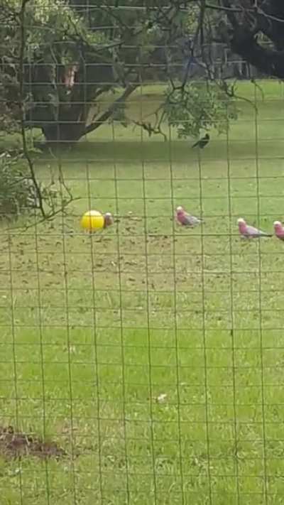 The Galah's found a toy