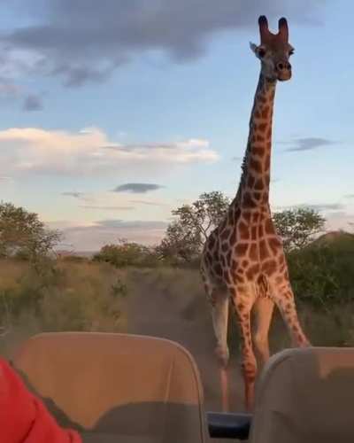 ? Giraffe chasing out tourist