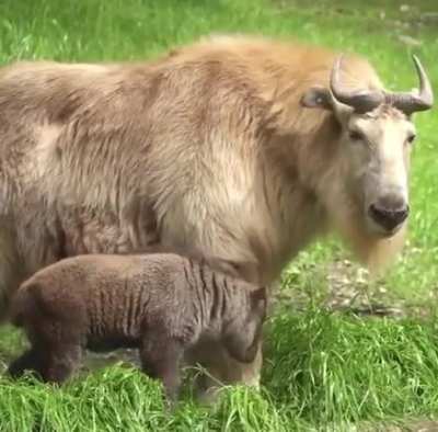 ? The endangered Golden Takin
