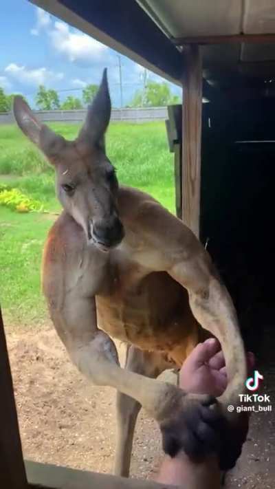 ? Kangaroos are ripped ???