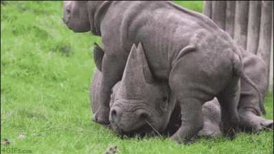 ? A baby rhino seeking its mothers attention.