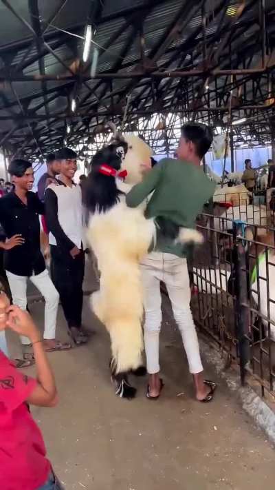 Horny goat