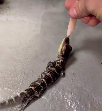 ? This baby alligator just started doing the death roll...