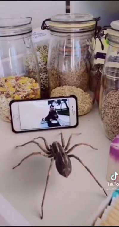 ?dancing spider?