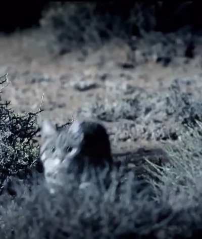? Lethal Black Footed Cat