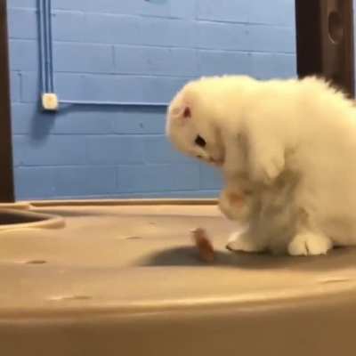 Attack! Attack!
