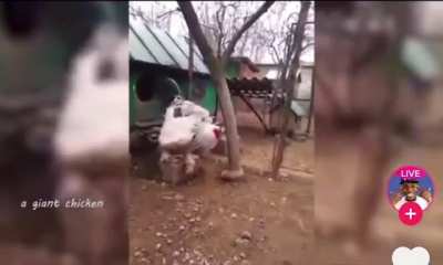 Have u ever seen a big ass chicken?
