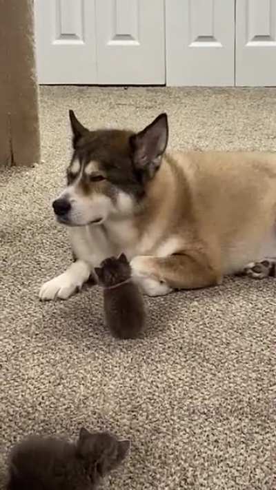Foster baby doesn’t understand why our old man won’t play with her. She follows him around like he is her mama ?