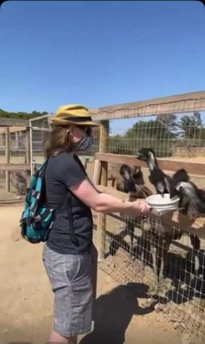 TIL never mention the Emu War around emus