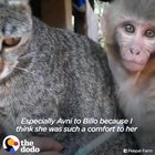 This sweet friendship between a monkey and a cat♥️