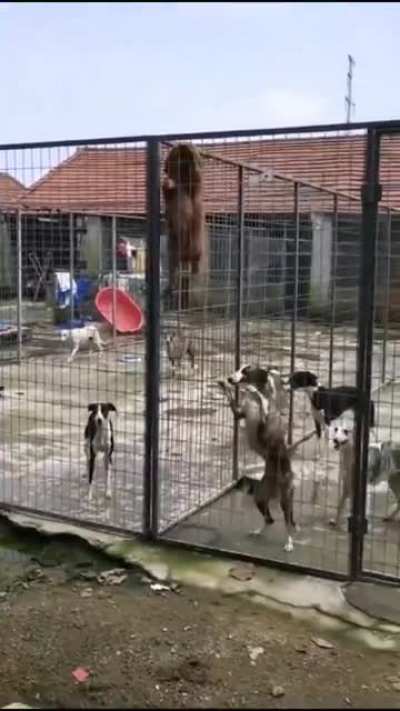Perfect Escape
