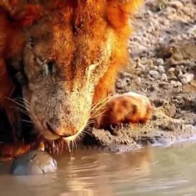 ?The turtle interrupts the king of the jungle from drinking water..