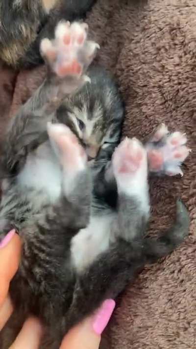 We didn’t intend on having another cat but CJ made that impossible.