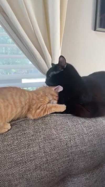 Little Snacks getting kisses from his big brother, Tucker ?