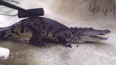 Crocodiles like the butt scratches.