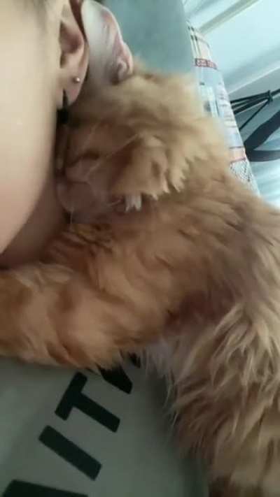 A very affectionate cat