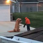 When little legs can't keep up with Halloween. ?