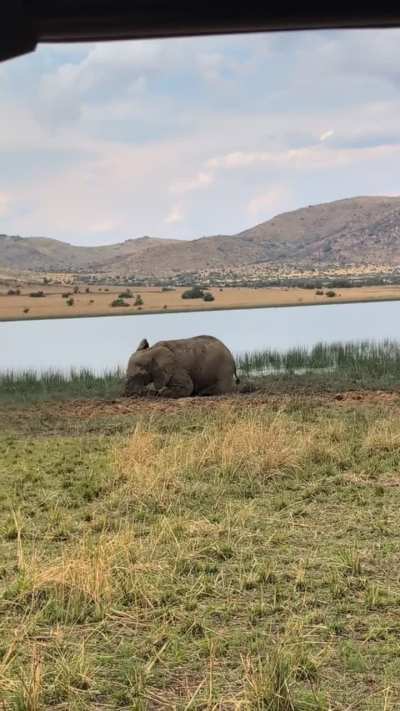 South African elephant having a bit of an afternoon siesta and mud bath
