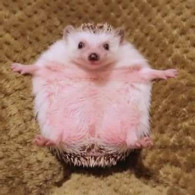 This cutiee pieee gets so happy when food comes ?