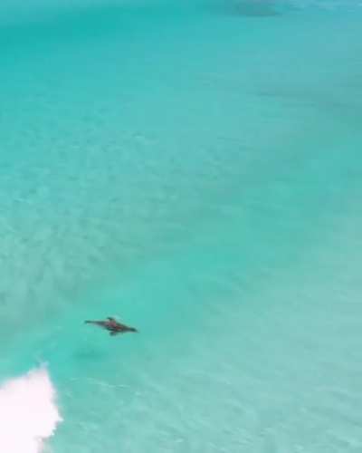 ? Sea lion surfing ?