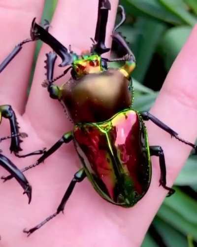 ? Rainbow stag beetles