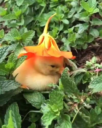 if u are feeling sad pls look at this cute duck ?