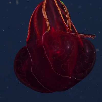 ? Stunning Bioluminescent Bloodybelly Comb Jelly