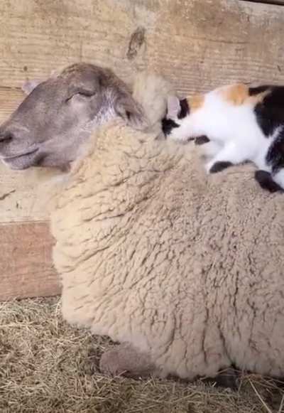 Love what these two are having ?