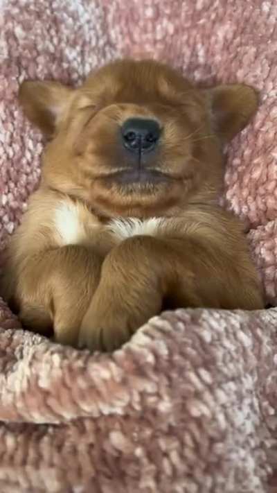 Golden yawns