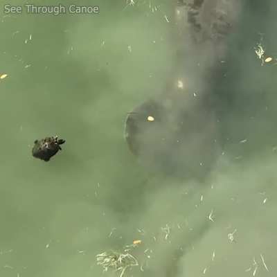 ?Turtle Sees Manatees, Backs Up and Turns Around and Goes Back the Way He Came