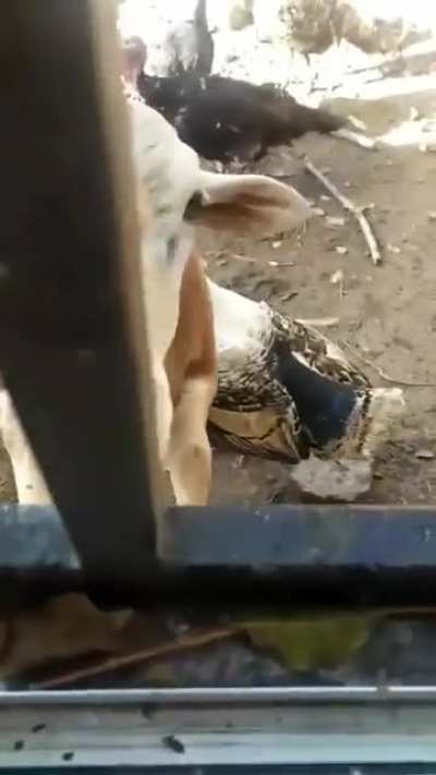 I'm a good boy, right?