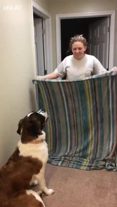 HMC While I Show Magic-trick to My Dog!