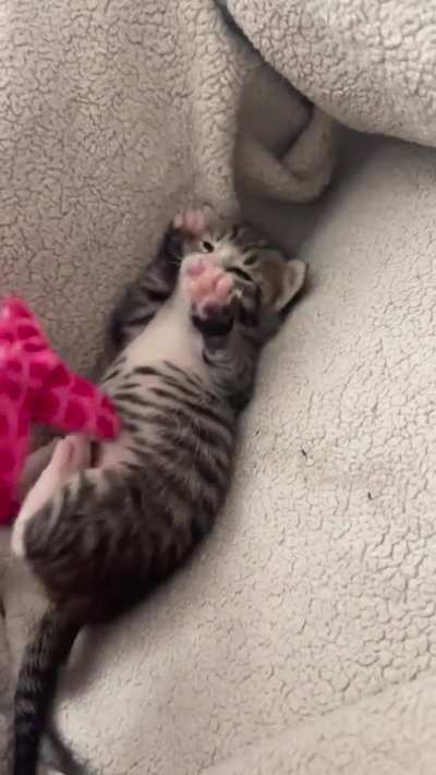 Understands food time, doesn’t quite get play time