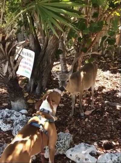 who gave that deer a buzzcut