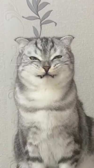 teefies