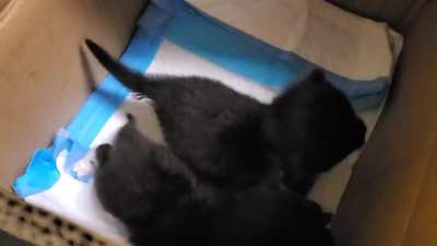 Some 3-5 week old kittens rescued from a rainy jobsite