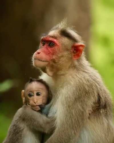 ?A mother (Bonnet macaque) nursing her baby