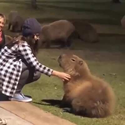 This capybara is so chill: "Please rub my belly too!"