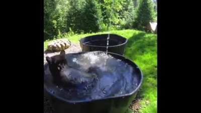 bear taking a bath